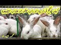 كيف تنجح فى تربيه الارانب على الاعشاب الطبيعيه وتعالجها بها محمدالمصرى قناه النجاح 