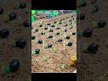 mini farm agricultural | diy project #agriculture #farming #music #shorts