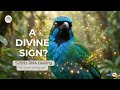 A DIVINE SIGN? Behold the masterpiece of the two-color universe | Deep healing frequency 528Hz