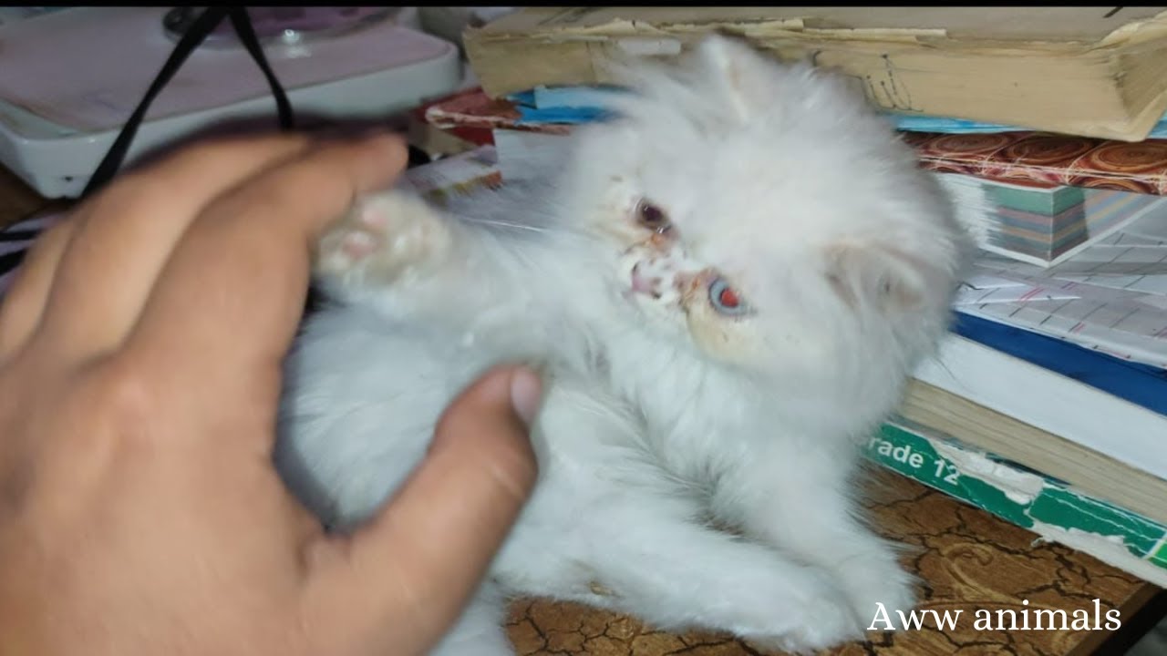 Kitten doesnt want to be touched kittens viral YouTube