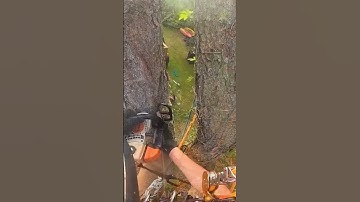 tânsky - #shorts The skill of sawing trees into blocks, at high altitude