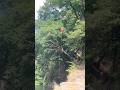 12 mètres de haut… depuis un arbre 😳🌊