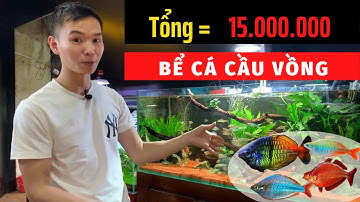 Bể cá cầu vồng 15 triệu có gì? |Nguyễn Du aqua
