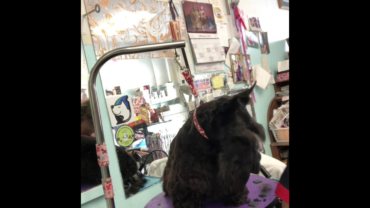 Pet Scotty Dog Grooming “Terry”15min Trim Work By KMDOG YouTube