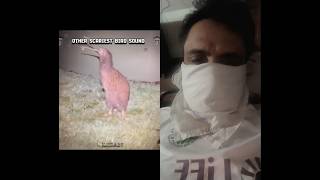 Dangerous Bird Sound#“Scariest Bird Sounds Ever Recorded 🐦⚠️#