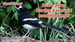 Suara pikat burung Kacer air/maninting mp3