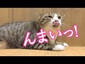 【イキルル】怒りながらも"ちゅ〜る"はしっかりいただきます♪ 【保護猫】