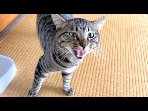 完璧な日本語で会話してしゃべる猫...