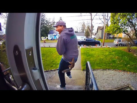 Funniest Animal Videos Ever Caught In 4k