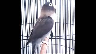 Lovebird ngetik sambung ngekek | labet ANACONDA BF 07