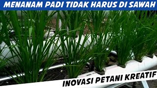 MENANAM PADI TIDAK SELALU DILAKUKAN DI SAWAH || CARA MENANAM PADI HIDROPONIK YANG SIMPEL DAN MUDAH