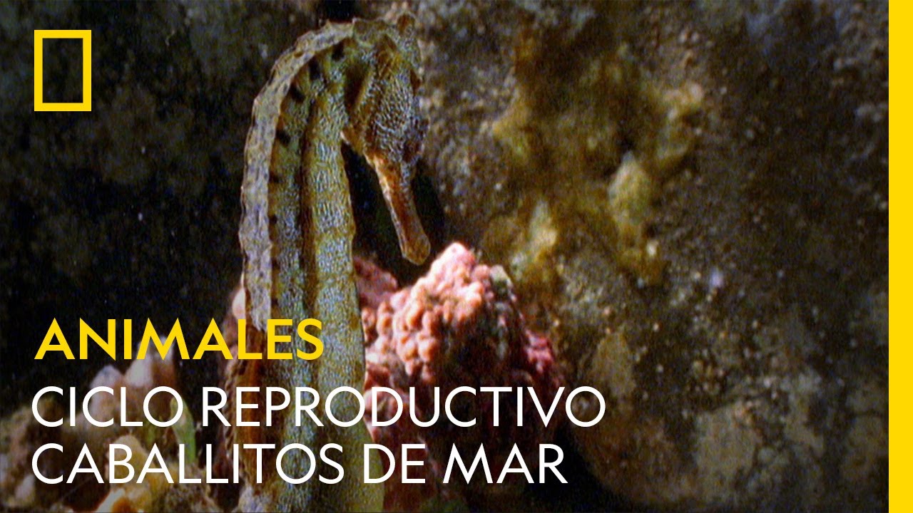⁣El ciclo reproductivo de los caballitos de mar es intenso | NATIONAL GEOGRAPHIC ESPAÑA