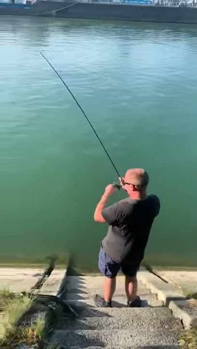 Zander am Rhein Basel