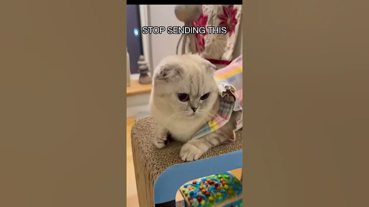Video 11896091: scottish fold cat kitten, fold cat scottishfold, scottish fold kitty, cute scottish fold kitten, cutecat funny dance