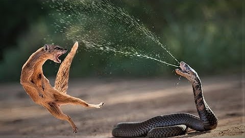 Amazing Snake Python King Cobra Big Battle In The Desert Mongoose | Amazing Attack of Animals