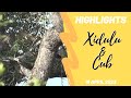 Highlights Xidulu and cub 18th April 2023