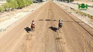 Carreras de Caballos 12 de Noviembre 2023 en el Hipódromo de hermosillo