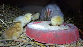 Free range chickens farm 100 #New baby chicks