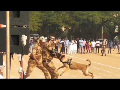 आर्मी dog अटैक 🔥|Rax the labrador