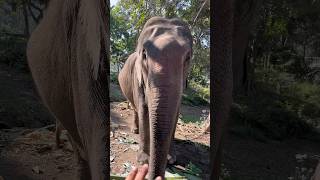 Cute elephant shorts😍#youtubeshort #ytshorts #trendingshorts #cuteanimal #ytshorts #kaziranga