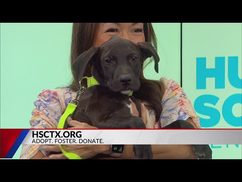 Pet of the Week: Blaze