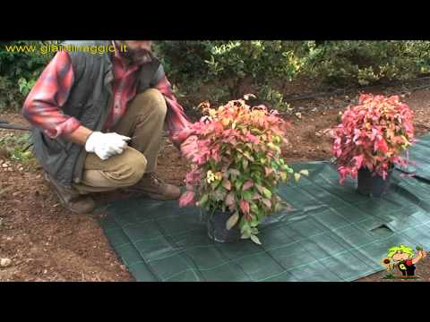 Video: Prendersi cura di un letto da giardino roccioso - Come coltivare un giardino roccioso
