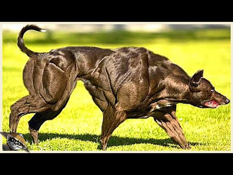 Video: Hond genaamd George beweert de grootste hond ter wereld te zijn