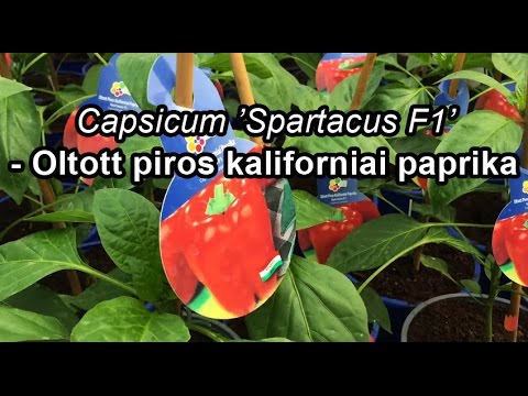 Videó: Kaliforniai Paprika