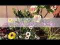 【寄せ植え】スキミアと踊りハボタンの立体的な冬の寄せ植え〜The Container garden!