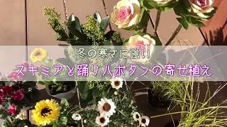 【寄せ植え】スキミアと踊りハボタンの立体的な冬の寄せ植え〜The Container garden!