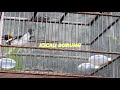Anti Bisu Masteran Anis Kembang Siap Melatih Anis Muda Respon Cepat Aniskembang Omkicau(.mp3 .mp4) Mp3 - Mp4 Download