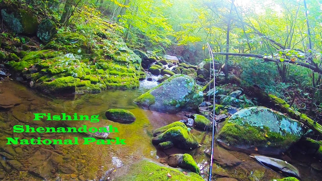 Shenandoah National Park Brook Trout Fishing + Monticello YouTube