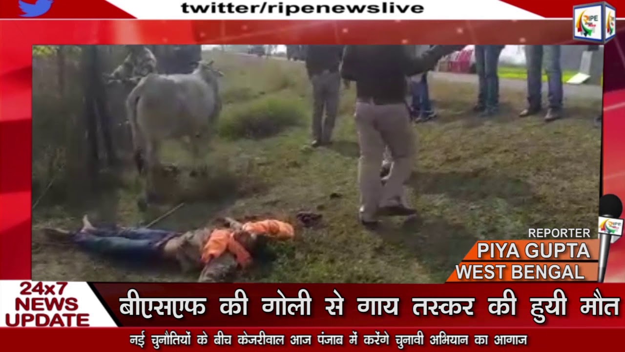 #WEST BENGAL NEWS #बीएसएफ की गोली से गाय तस्कर की हुयी मौत - YouTube
