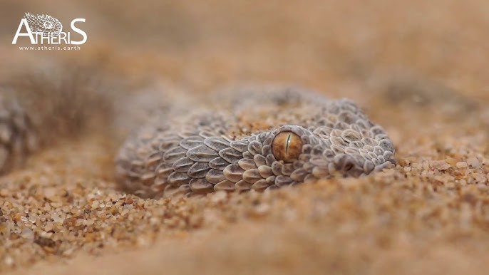 Spider-Tailed Horned Viper Animal Facts  Pseudocerastes urarachnoides -  A-Z Animals