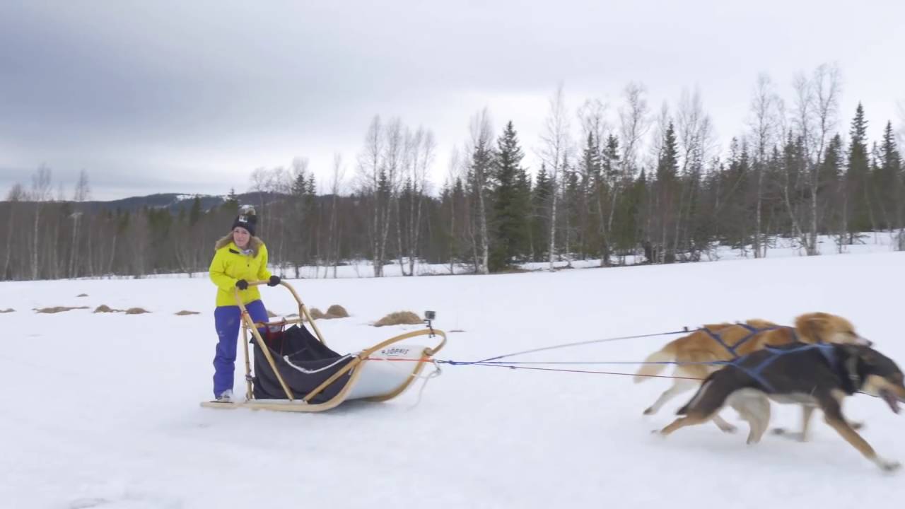 Video thumbnail of Drive your own team of huskies