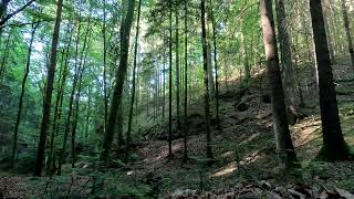 Sunlight Dancing Through the Trees 🌿 Relaxing Forest Ambience | 10 Hours