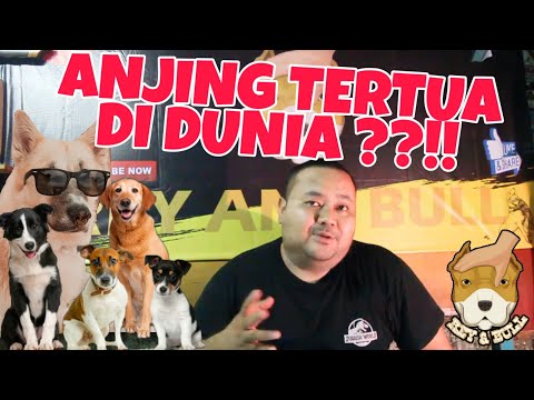 Video: Temui Chanel, Anjing Tertua Di Dunia