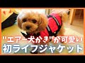 エアー犬かきがかわいい 犬用ライフジャケット初挑戦！【マルプーみかん】