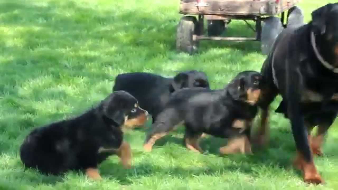 rottweiler puppies breeders