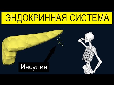 Эндокринная система за 2 минуты | Какие гормоны выделяют? | Medanatfarm