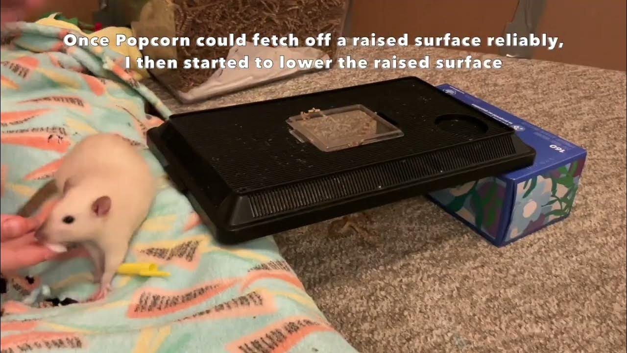 My pet rat Popcorn learns basketball the movie! YouTube