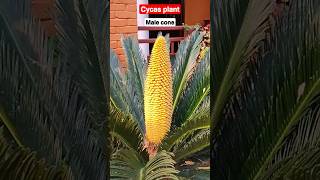 Cycas revoluta plant - Male cone