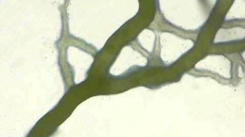 Physarum polycephalum Flow Gate