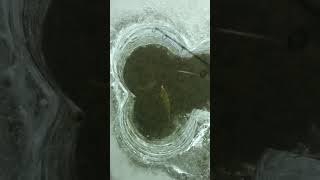 Sight Fishing Perch