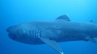 Megamouth Shark (Megachasma pelagios) filmed in Japan 2020