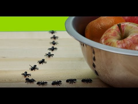 allstate motor club How to Get Rid of Ants in Your Home | Allstate Insurance