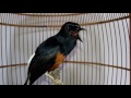 (Close up) บินหลาดง White-rumped shama 22 ปี