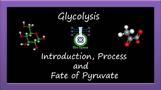 Understanding Glycolysis: From Glucose Breakdown to Pyruvate and Energy Production