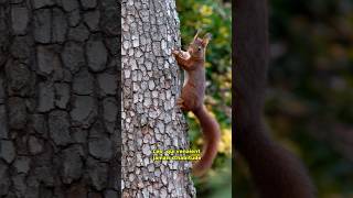 Noisettes Au Jardin 12 - Léo Drevet