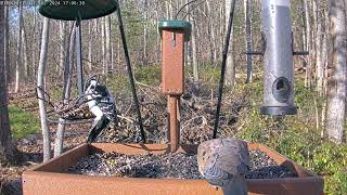 Afternoon Woodpecker feed: Mar 17, 2024 5:00PM - 5:30PM by Birdchill™ birdwatching cams 214 views 1 month ago 30 minutes